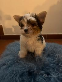 Cucciolo yorkshire biewer