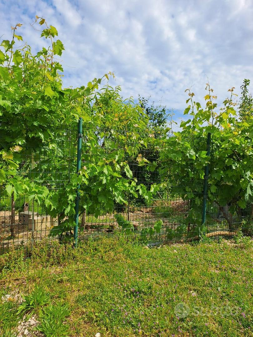 Appartamento – San Giovanni Teatino, San Giovanni alta - Vista 4