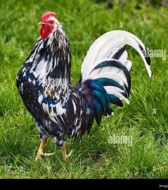 Galletto americanella