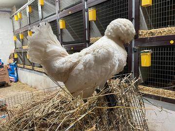 Gallina olandese ciuffata bianca