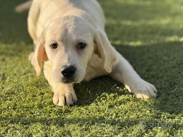 Labrador retriever pedigree ENCI