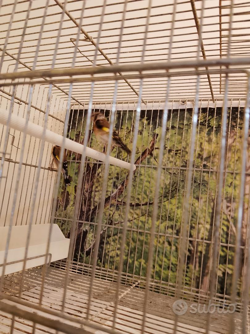 cardelline - Animali In vendita a Palermo