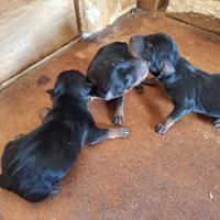 Pinscher