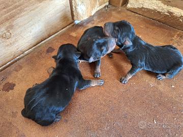Pinscher