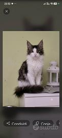 Maine coon