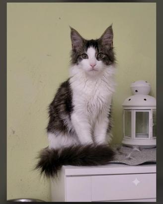 Maine coon