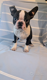 Splendido cucciolo boston terrier, allev enci
