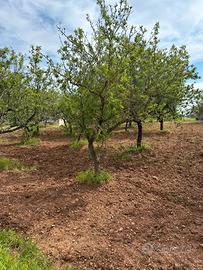 Terreno a San Vito dei Normanni