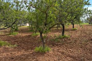 Terreno a San Vito dei Normanni