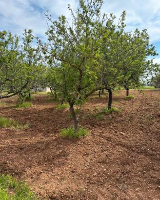 Terreno a San Vito dei Normanni