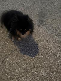 Spitz Pomerania