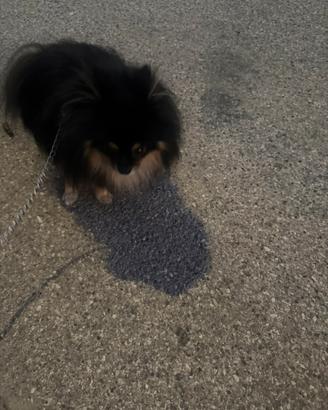 Spitz Pomerania