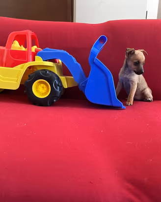 Pincher cucciolo