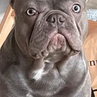 Bulldog francese per accoppiamento