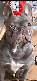 Bulldog francese per accoppiamento