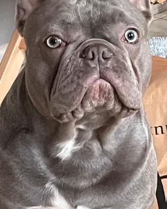 Bulldog francese per accoppiamento
