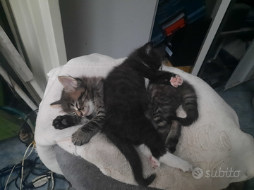 Gattini di 2 mesi