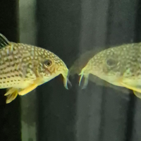 Corydoras Sterby