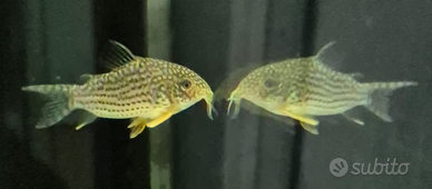 Corydoras Sterby