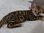 Immagine 5