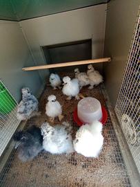 Galline moroseta