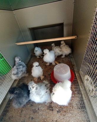 Galline moroseta