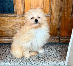 POMAPOO volpino Spitz Pomerania / barboncino Toy