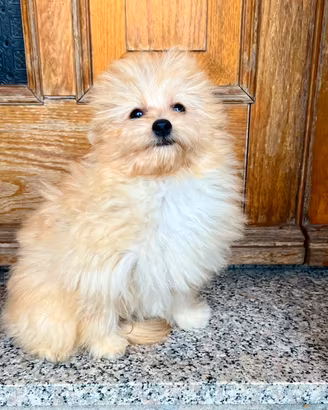 POMAPOO volpino Spitz Pomerania / barboncino Toy