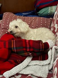 Maschio maltese x accoppiamento