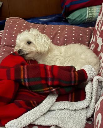 Maschio maltese x accoppiamento