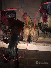 2 galli anche separatamente