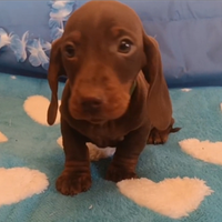 Bassotti tedeschi Pedigree Enci disponibili subito