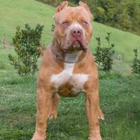 American bully xxl