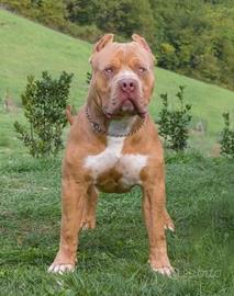 American bully xxl