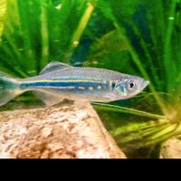 Peschi acquario tropicali DANIO AEQUIPINNATUS