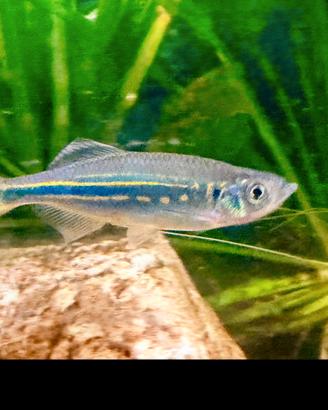 Peschi tropicali 3 DANIO (gigante) AEQUIPINNATUS