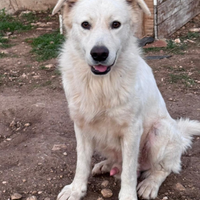 Pongo cucciolone in adozione