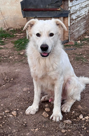Pongo cucciolone in adozione