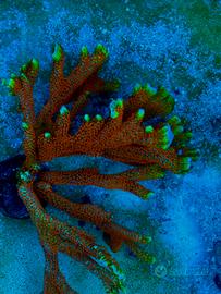 Corallo sps montipora