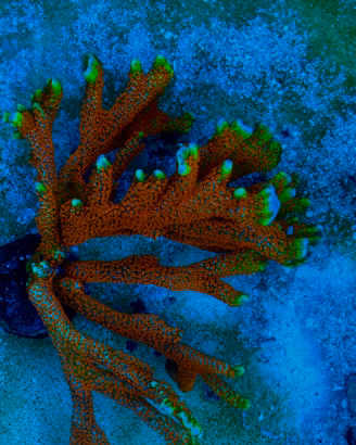 Corallo sps montipora