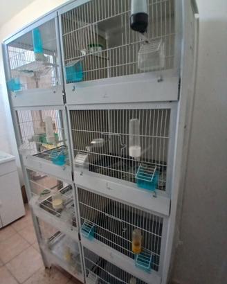 Batteria di gabbie per canarini 8 posti