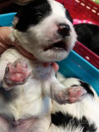 Cuccioli di maltipoo