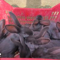 Conigli Blu di Vienna