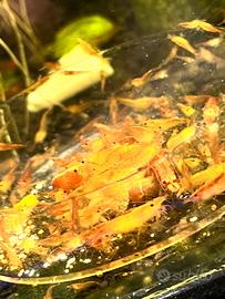 Neocaridina ORANGE