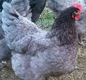 Australorp blu orlata nero