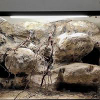 Teca legno 3D - deserticola