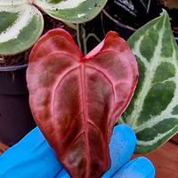 Anthurium Snow Queen