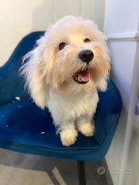 Barboncino maltipoo