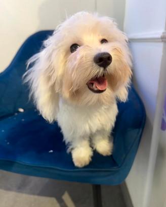 Barboncino maltipoo