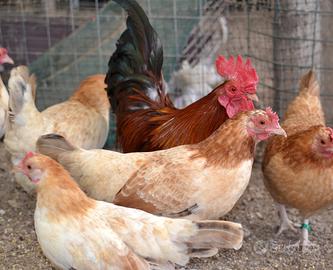 Mugellese gallina